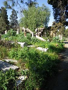 CIMETIERE DE TAMAZOUHET D ORAN EN MARS 2012  (96)